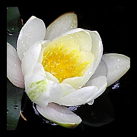 8x10 P5050289_D